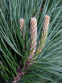 Uso del extracto de <i>Pinus radiata</i> en el tratamiento de la migraña