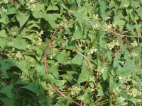 Efecto de un extracto de <i>Polygonum multiflorum</i> fermentado sobre la regeneración capilar 