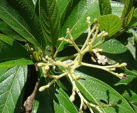 Efectos psicológicos de la ayahuasca 