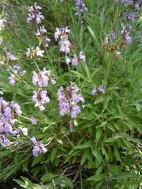 Mejora de la función cognitiva producida por el aceite esencial de salvia española