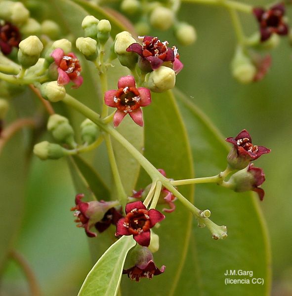 Sándalo, flor