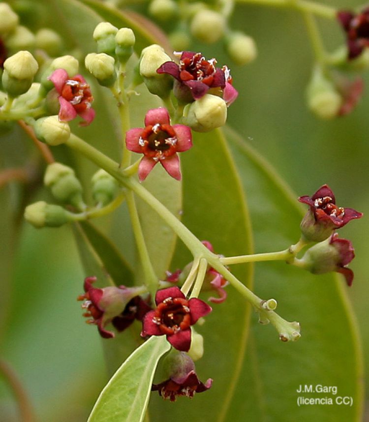 Sándalo, flor