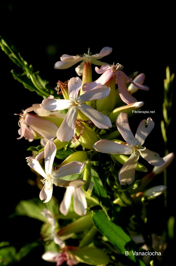 Saponaria