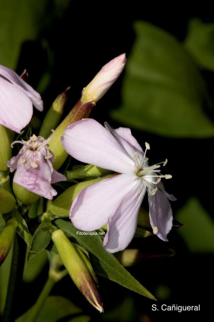 Saponaria