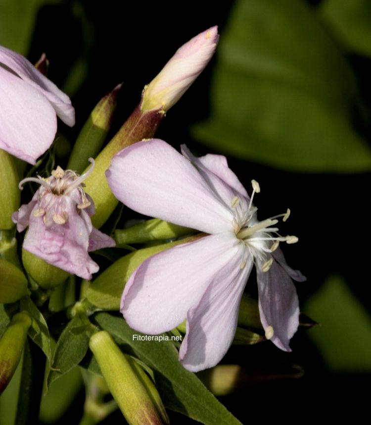 Saponaria