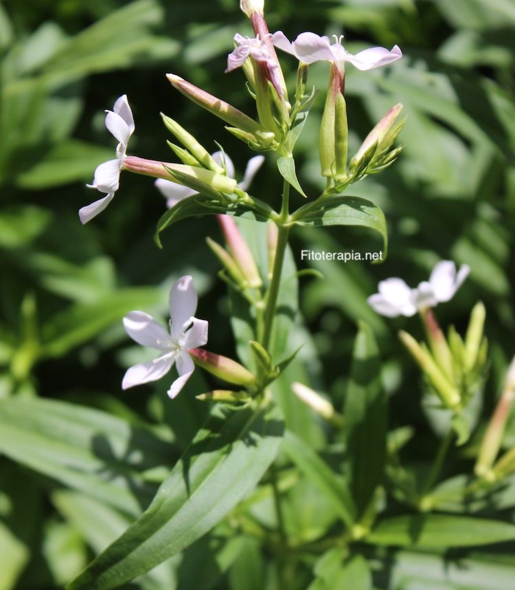 Saponaria