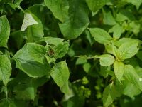 Revisión botánica, química y farmacológica de <i>Saussurea costus</i>, una planta de la medicina Ayurvédica