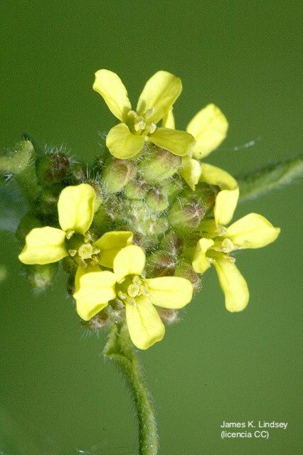 Erísimo, flor