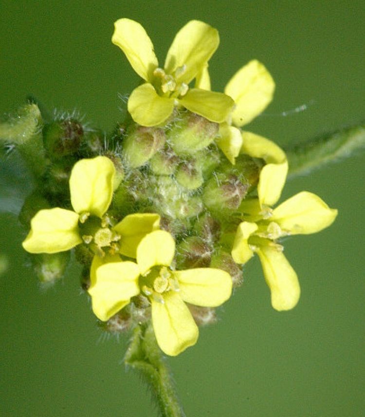 Erísimo, flor