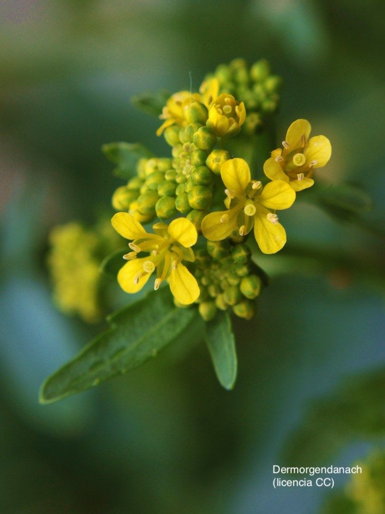 Erísimo, flor