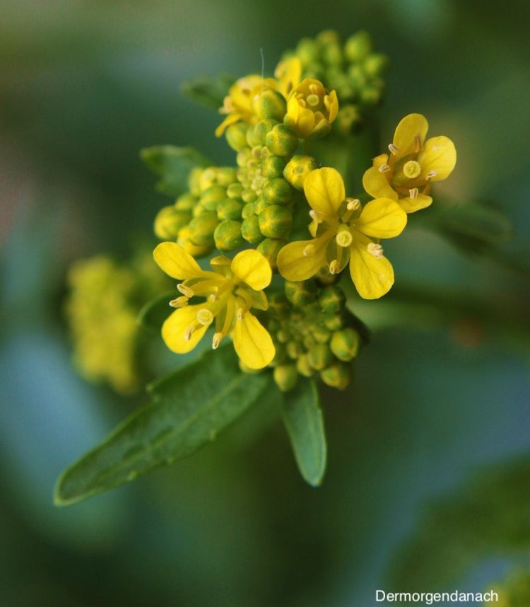 Erísimo, flor