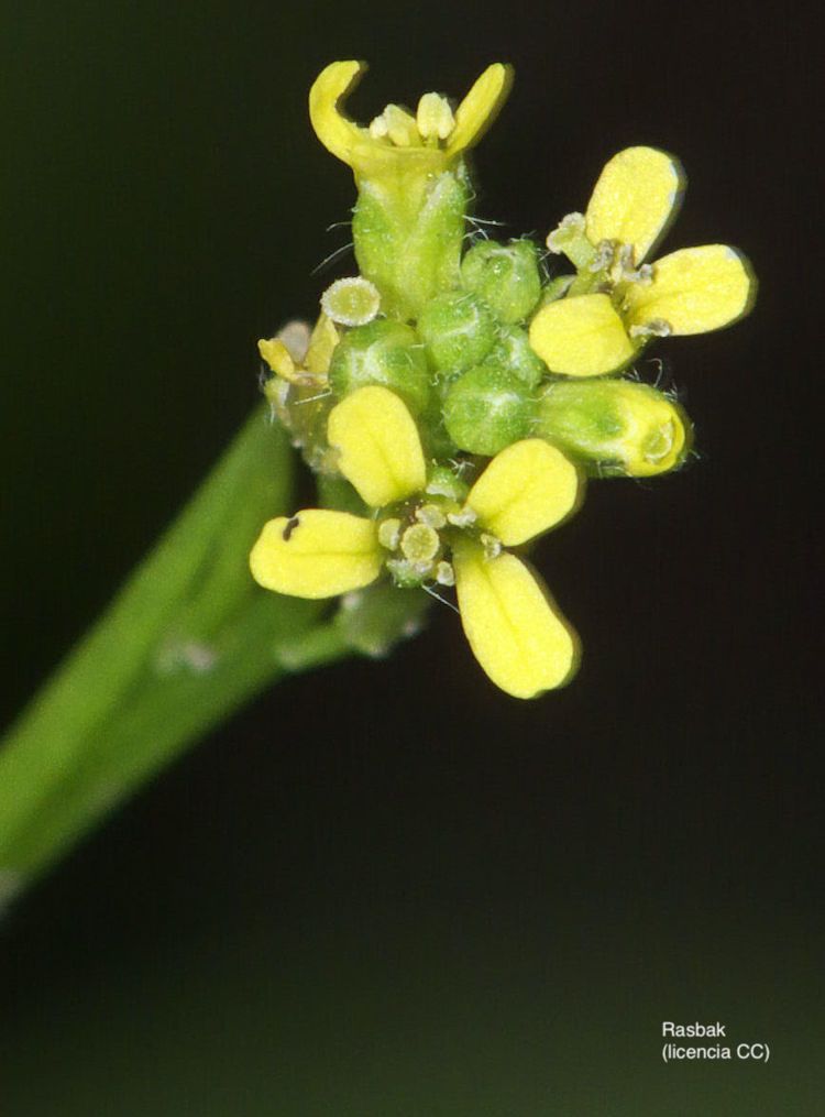 Erísimo, flor