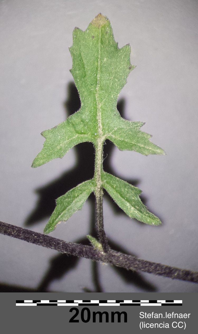 Erísimo, hoja
