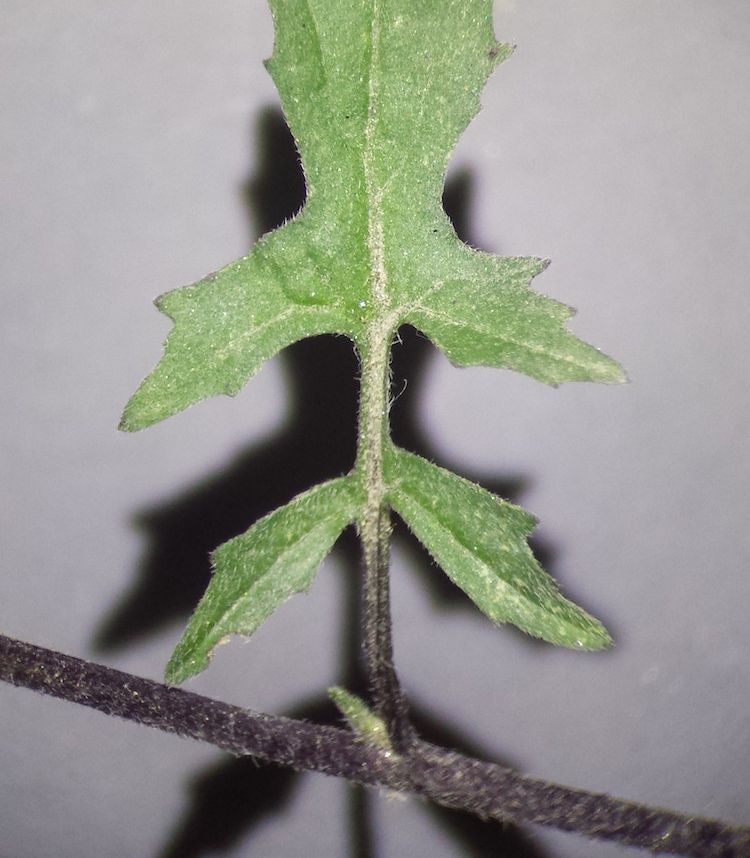 Erísimo, hoja