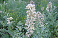 Beneficios de la semilla de <i>Sophora alopecuroides</i> en el síndrome de abstinencia opioide