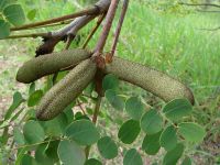 Eficacia de un extracto de corteza de <i>Stryphnodendron adstringens</i> en el tratamiento del hirsutismo femenino