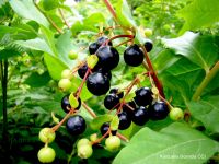Extracto de bayas de <i>Vaccinium arctostaphylos</i> en pacientes hipertensos con sobrepeso