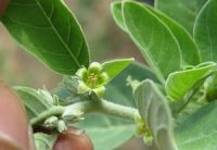 Ashwagandha, cuándo y cómo tomarla