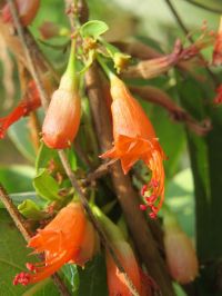 Usos tradicionales y estudios recientes de <i>Woodfordia fruticosa</i>