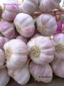 Drogas vegetales con potencial interés en el tratamiento del lupus