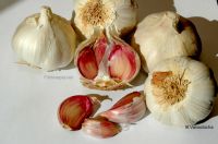 Plantas medicinales potencialmente útiles para tratar el COVID-19