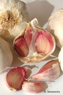 Plantas medicinales para combatir la caries dental