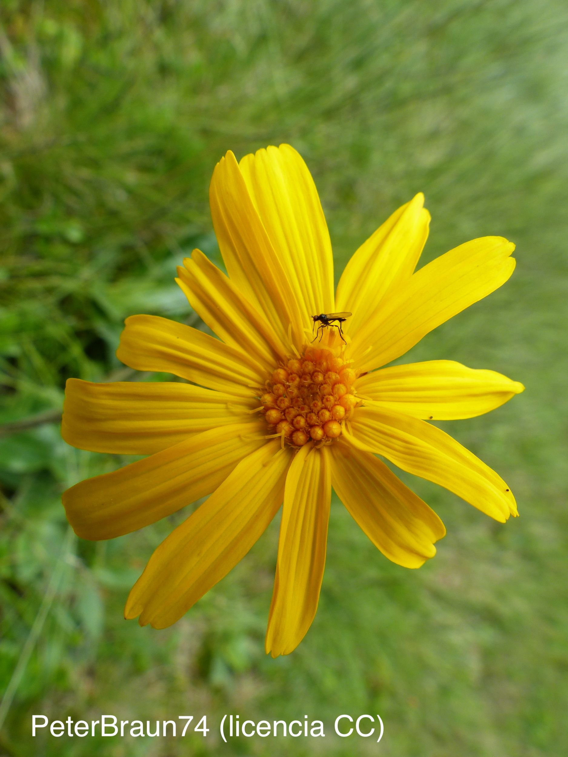 <i>Arnica montana</i>