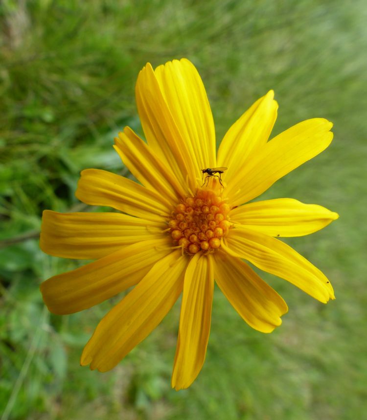 <i>Arnica montana</i>