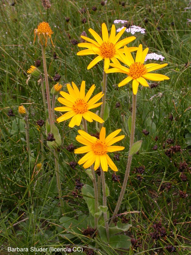 <i>Arnica montana</i>
