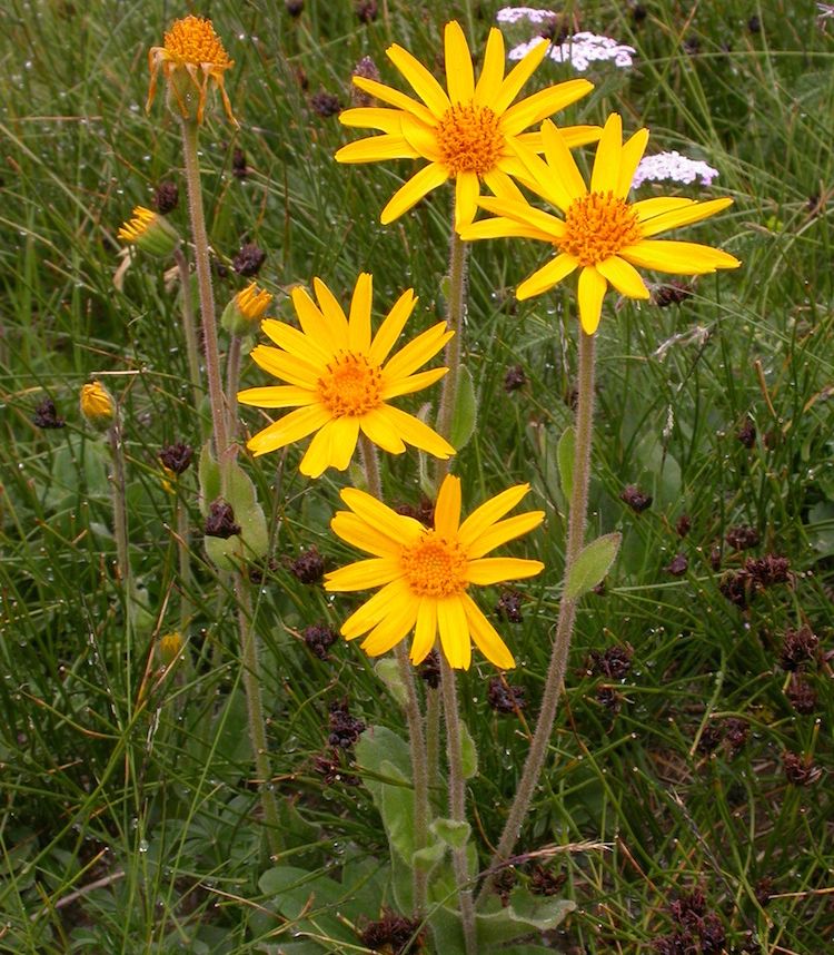 <i>Arnica montana</i>