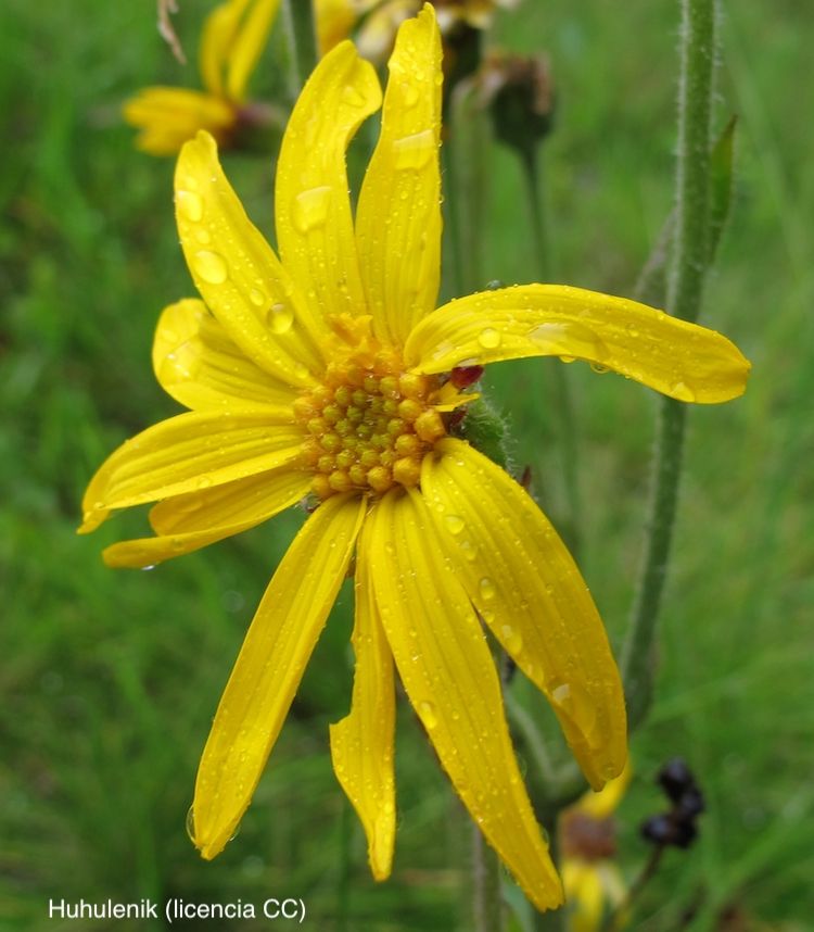 <i>Arnica montana</i>