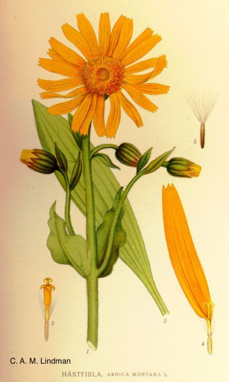 <i>Arnica montana</i>