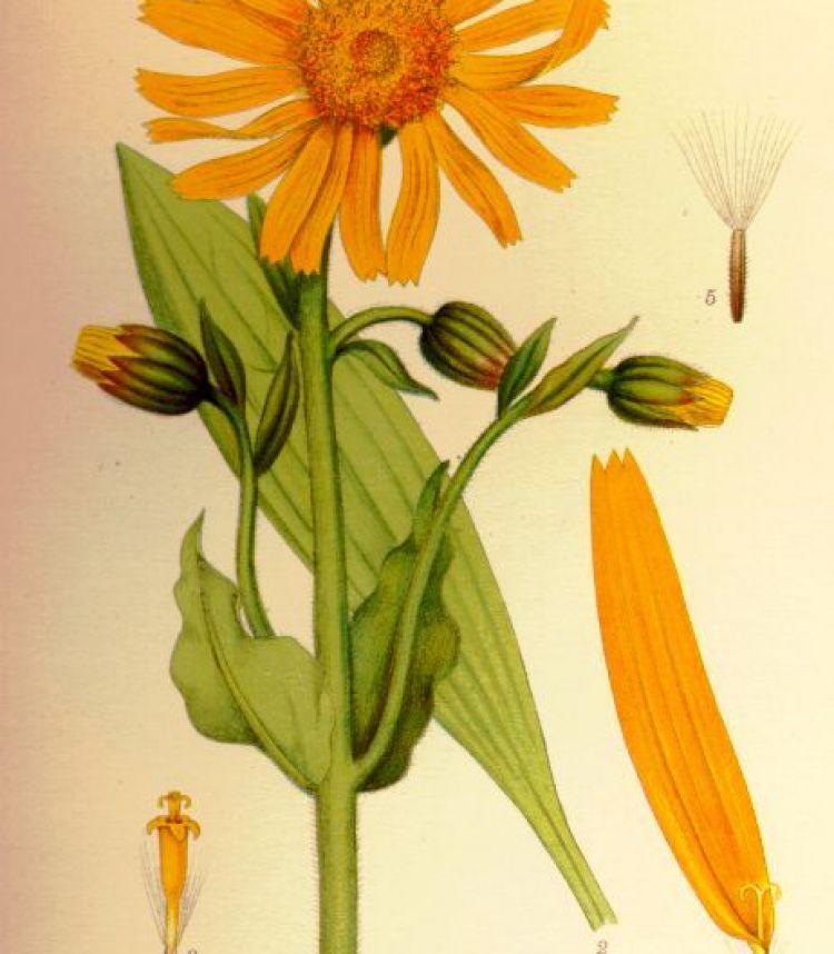 <i>Arnica montana</i>
