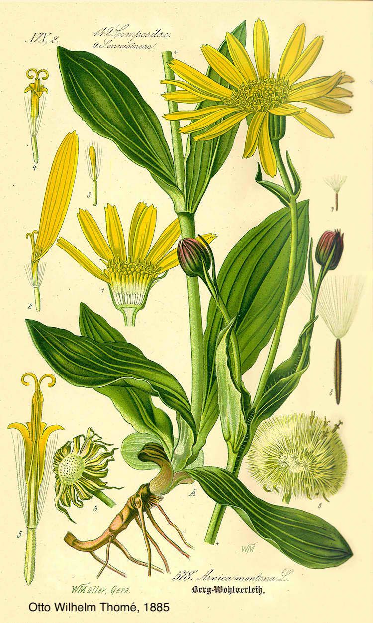 <i>Arnica montana</i>