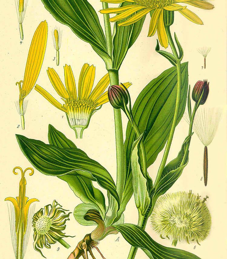 <i>Arnica montana</i>