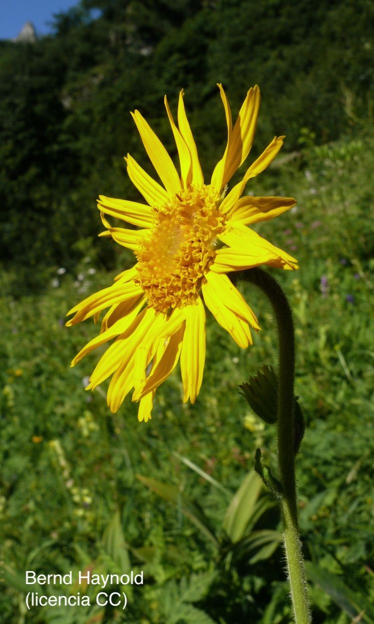 <i>Arnica montana</i>