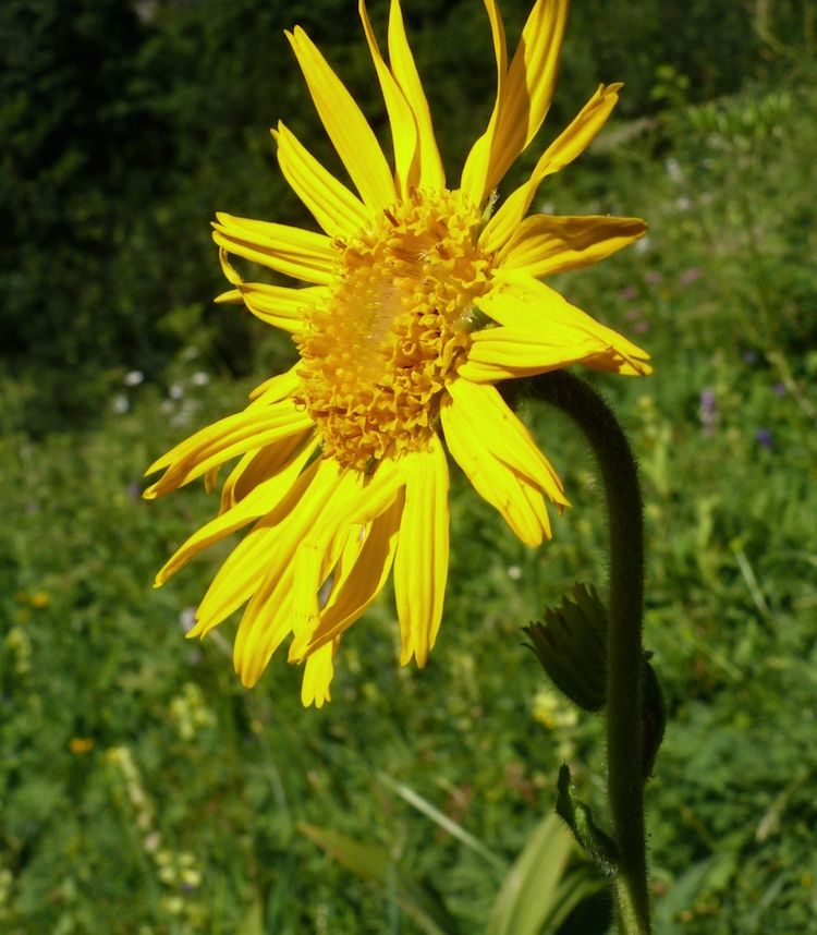 <i>Arnica montana</i>
