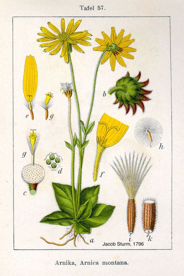 <i>Arnica montana</i>