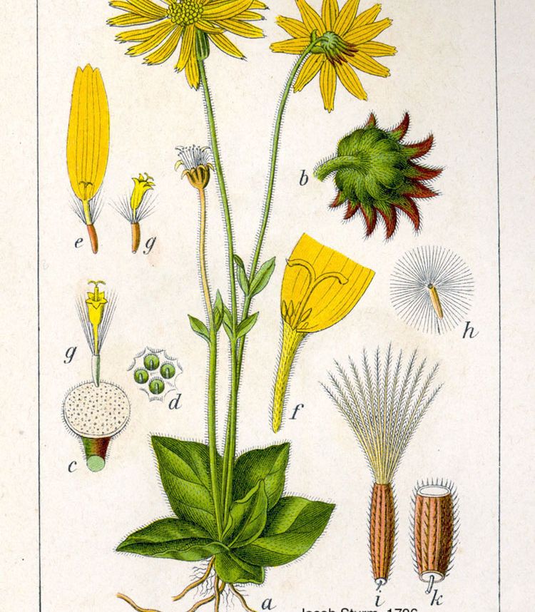 <i>Arnica montana</i>