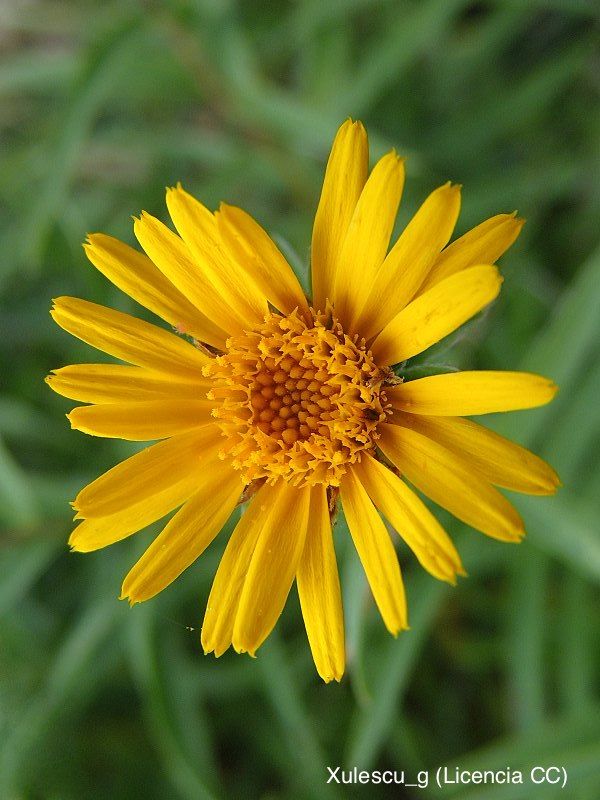 <i>Arnica montana</i>