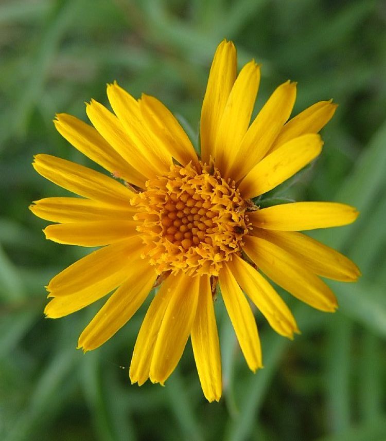 <i>Arnica montana</i>