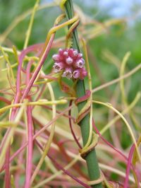 Revisión del género <i>Cuscuta</i>