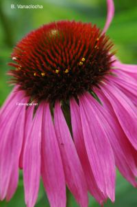 La echinacea, barrera natural para los resfriados