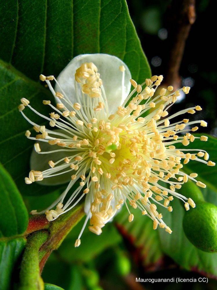 Guayabo, hoja y flor