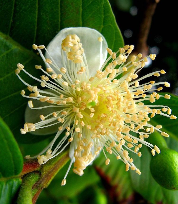 Guayabo, hoja y flor