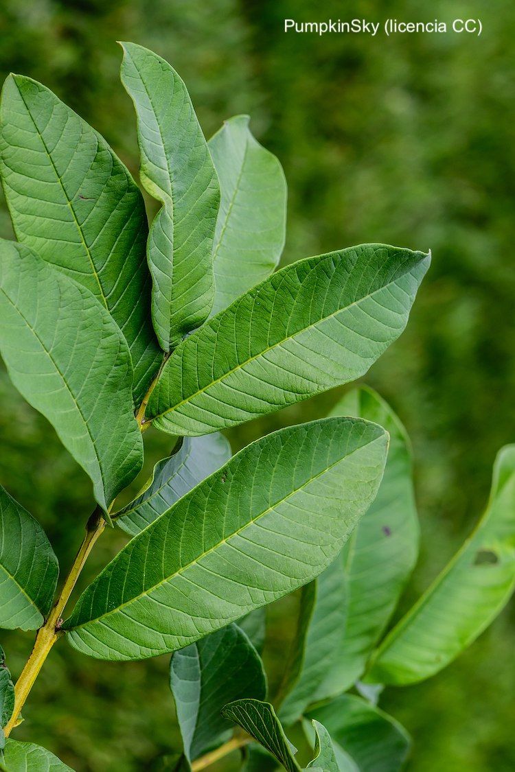 Guayabo, hoja