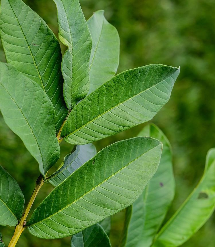 Guayabo, hoja