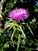 Silimarina y cicatrización de heridas diabéticas