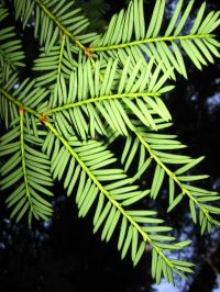 Interés potencial de las plantas para el tratamiento del cáncer
