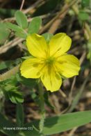 Eficacia del abrojo (<i>Tribulus terrestris</i>) en la disfunción eréctil: un meta-análisis de ensayos clínicos